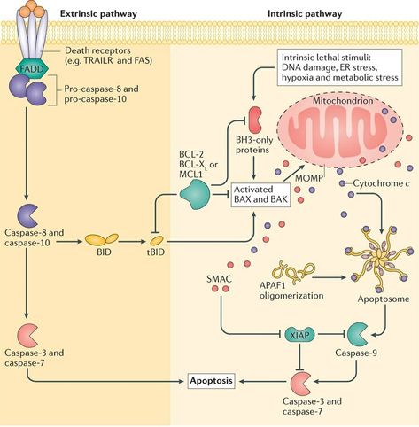 Extrinsic and intrinsic apoptotic signalling pathways Mcat Study, Middle School Science Experiments, Ap Biology, Science Notebooks, Medical School Studying, Biology Notes, Cell Biology, High School Science, Molecular Biology