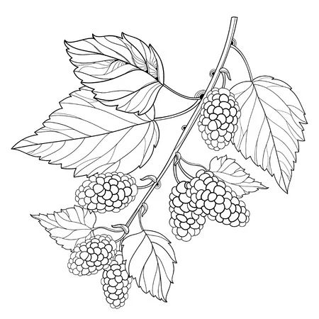 Tree Branch Tattoo, Mulberry Fruit, Branch Drawing, Branch Tattoo, Mulberry Leaf, Tree Sketches, Mulberry Tree, Background Drawing, Leaf Drawing