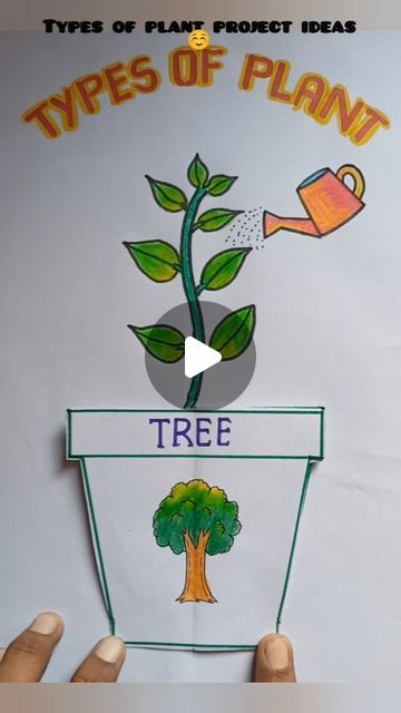 Tree Projects For School, Evs Project Ideas For Class 2, How To Make Art Integrated Project, Types Of Plants Project For Kids, Plant Project Ideas For School, How To Draw A Plant, Part Of Plants For Kids, Types Of Plants For Kids Chart, Types Of Plants For Kids