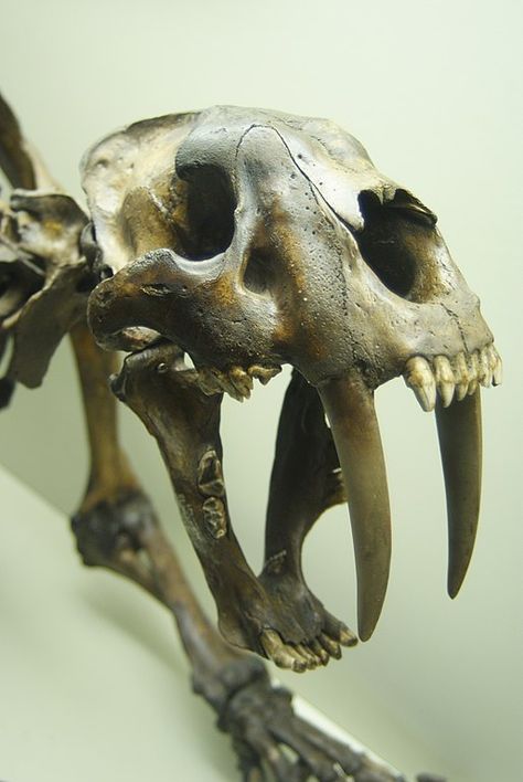 Sabre-toothed Cat skull (La Brea Smilodon) Smilodon Skull, Sabertooth Skull, La Brea, Stunning Nature, Cat Skull, Animal Skulls, Nature Photography, Plants, Animals