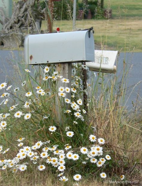 ... Country Mailbox, Daisy Meadows, Old Mailbox, Daisy Cottage, Mail Boxes, Daisy Love, Country Roads Take Me Home, White Daisies, Down On The Farm