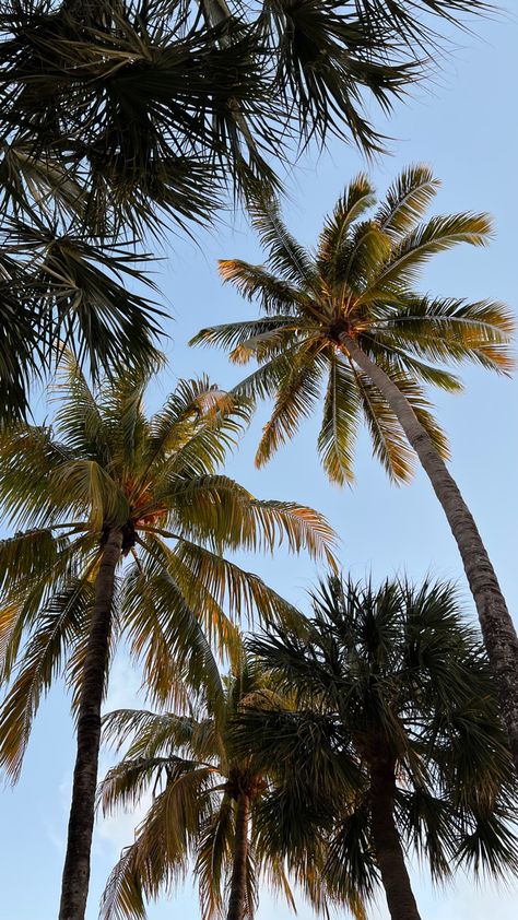 Florida Palm Trees, Welcome To My Life, Miami Photography, California Palm Trees, Wynwood Walls, Miami Life, Florida Photography, Palm Trees Beach, Miami Beach Florida