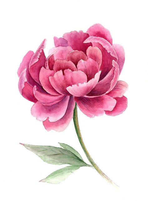 Cute Flower Drawing, Peony Illustration, Hydrangea Painting, Flower Art Drawing, Watercolor Peonies, Watercolor Projects, Canvas Painting Designs, Flower Landscape, Marble Paper