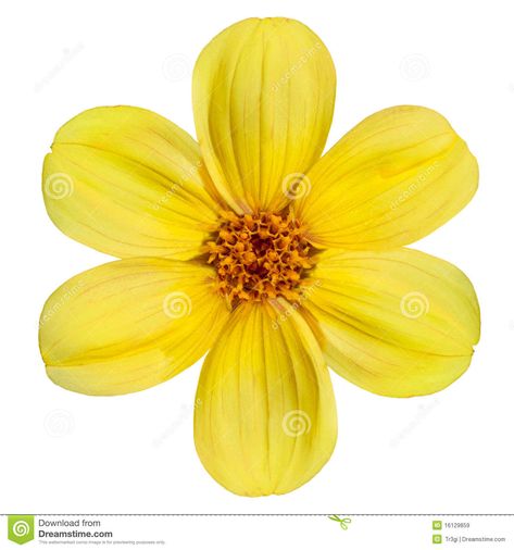 Photo about Six Fresh Petals of Beautiful Yellow Dahlia Flower Isolated on White Background. Image of isolated, orange, close - 16129859 Yellow Dahlia Flower, Yellow Flower Wallpaper, Yellow Dahlia, Flowers Black Background, Yellow Rose Flower, Daisy Wallpaper, Flower Close Up, Rose Flower Wallpaper, Flowery Wallpaper