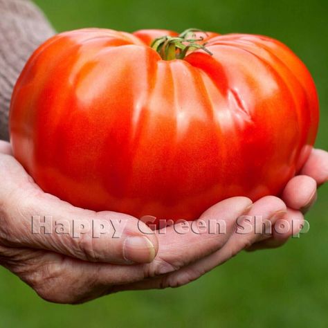 Potato Tower, Seed Raising, Big Tomato, Beefsteak Tomato, Garden Plant Pots, Summer Harvest, Home Garden Plants, Canning Tomatoes, Red Tomato