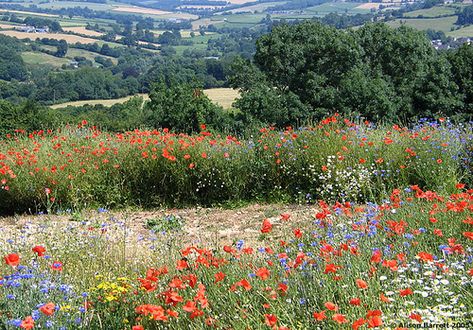 fields of wild flowers #wildflowers #field Wiltshire England, Poppy Fields, Wild Flower Meadow, English Summer, Meadow Garden, Happy Week, British Summer, English Cottage Garden, Field Of Dreams