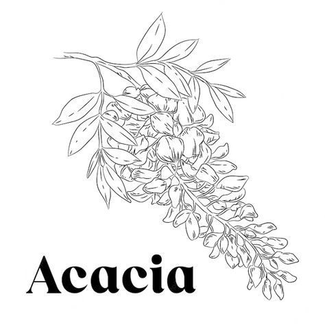 Acacia Flower Drawing, Acacia Flower Tattoo, Acacia Illustration, Acacia Tattoo, Honey Branding, Acacia Flower, Flor Tattoo, Flower Vector, Flower Sketches