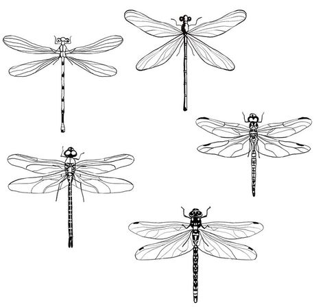 Henna Tattoo Designs Arm, Dragonfly Drawing, Dragonfly Tattoo Design, Dragonfly Tattoo, Minimalist Tattoos, Tattoo Project, Dainty Tattoos, Henna Tattoo Designs, Line Tattoos