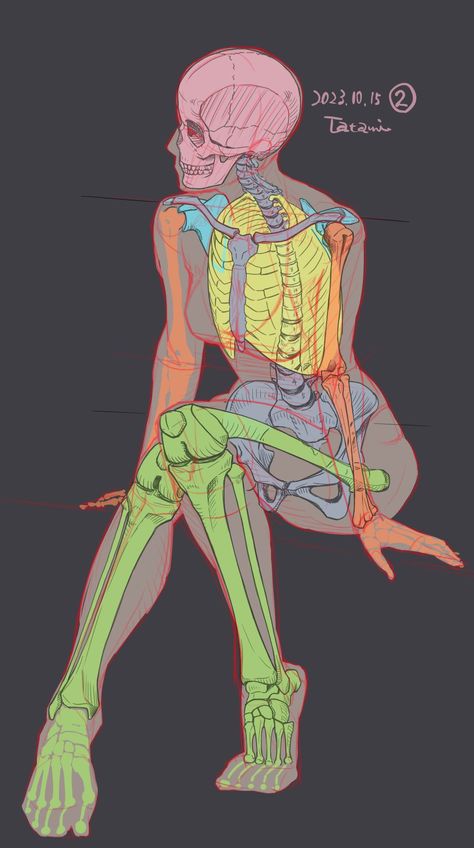 Media posts by 畳＠Loop (@tatami_loop) / X Human Skeleton Anatomy, Female Anatomy Reference, Skeleton Anatomy, Anatomy Sculpture, Human Anatomy Drawing, Human Anatomy Art, Human Drawing, Anatomy Sketches, Anatomy Poses