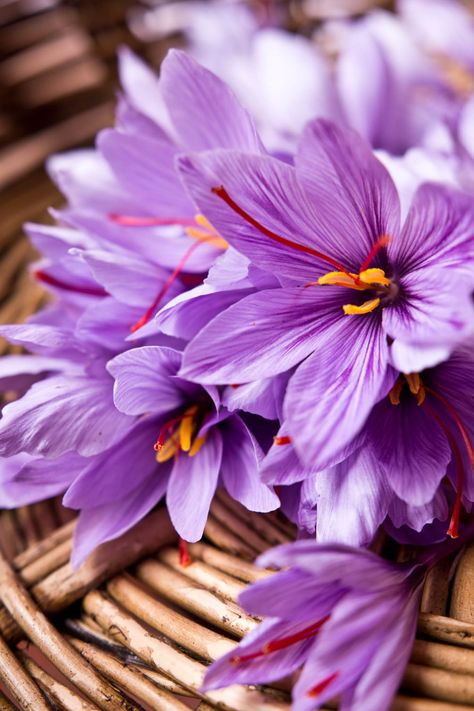 Saffron Plant, Saffron Benefits, Crocus Sativus, Saffron Crocus, Saffron Flower, Crocus Flower, Autumn Garden, Flowers Nature, Fall Harvest