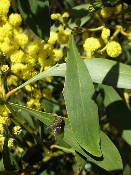 Acacia pycnantha - Wikiwand Golden Wattle, Wildlife Nature, A Tree, Cover Photos, The Golden, The Family, Plant Leaves, Travel Photography, Nature Photography