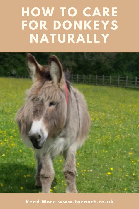 How To Care For Donkeys, Raising Donkeys, Donkey House, Donkey Care Tips, Mini Horse Barn, Farm Donkey, Miniature Donkey Care, Donkey Breeding, Pet Donkey