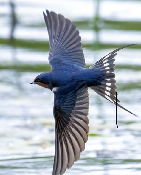 Swallow Photo, Bluebird Flying, Swallow Birds, Happy Prince, Travel Art Journal, Barn Swallow, Swallow Bird, Bird Seed, Swallows