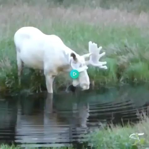 Albino Moose, Rare Albino Animals, White Moose, Regnul Animal, Albino Animals, Söt Katt, Rare Animals, Alam Yang Indah, Sweet Animals