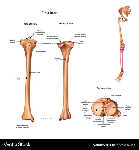 Tibia Bone, Anatomy Bones, Exam Guide, Exam Review, Human Skeleton, Anatomy Study, Human Anatomy, Massage Therapy, Png Images