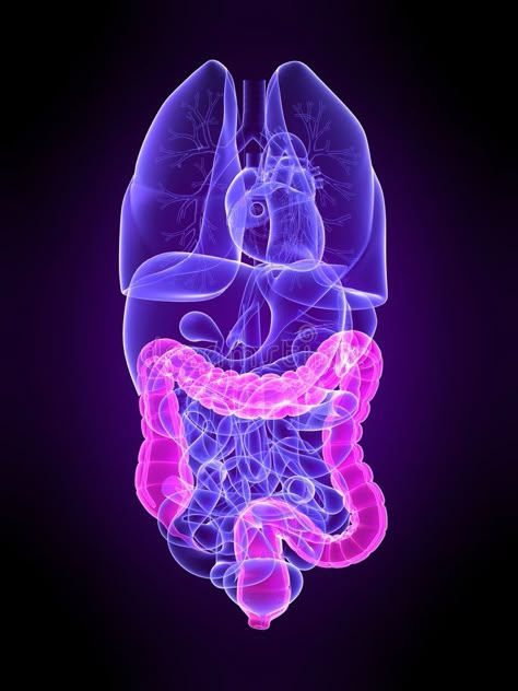 Colon. 3d rendered anatomy illustration of transparent human organs with highlig , #sponsored, #anatomy, #illustration, #Colon, #rendered, #transparent #ad Anatomy Illustration, Lung Detox, Human Organs, Fruit Recipes Healthy, Human Organ, Fat Burning Cardio, Colon Health, Clogged Arteries, Ginger Smoothie