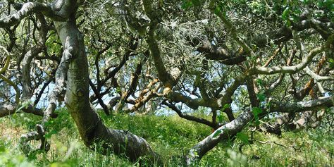 Nature Trail Design, Coast Live Oak, Corridor Ideas, Whimsy Garden, Woodland California, Trail Design, Painting Reference, Oak Forest, Live Oak