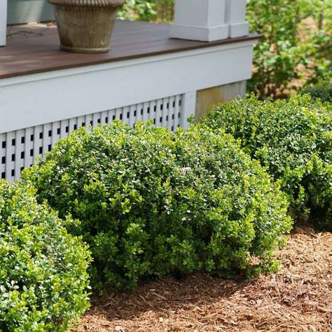 Wedding Ring Buxus | Spring Meadow ... Sprinter Boxwood, Deer Resistant Shrubs, Deer Proof Plants, Japanese Boxwood, Proven Winners Plants, Boxwood Plant, Japanese Zen Garden, Buy Plants Online, Hydrangea Paniculata