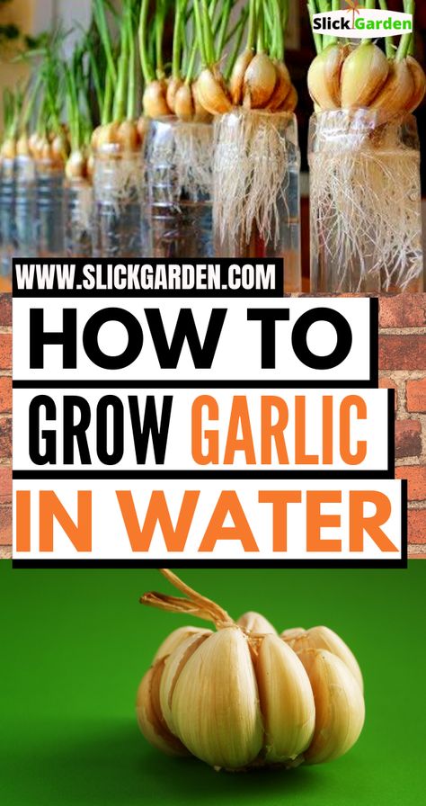 Grow Garlic In Water, Grow Garlic Indoors, Garlic Growing, Gemüseanbau In Kübeln, Regrow Vegetables, Grow Garlic, Indoor Vegetables, Gardening Aesthetic, Planting Garlic