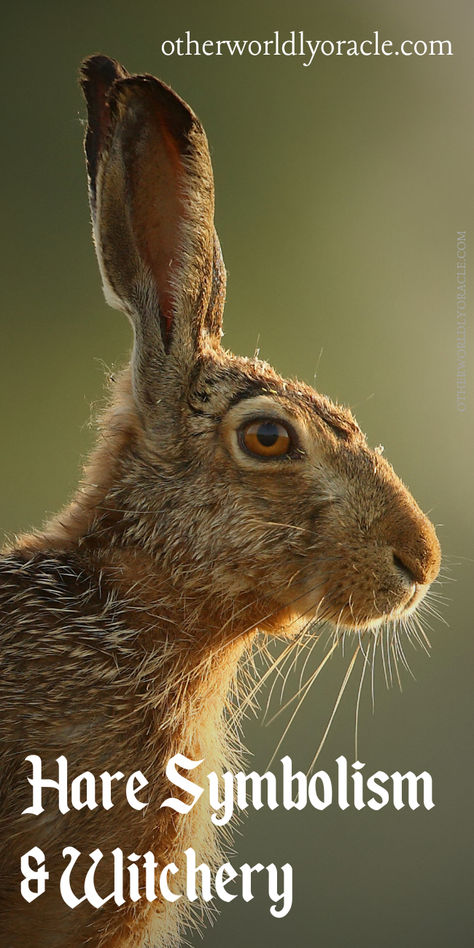 What does the rabbit and hare symbolize? What does it mean to see one in your dreams? Plus learn how magical these creatures are! Hare Symbolism, Dark Bunny Aesthetic, Hare Aesthetic, Rabbit Symbolism, Spring Hare, Hare Drawing, Hare Animal, Earth Witch, Snowshoe Hare