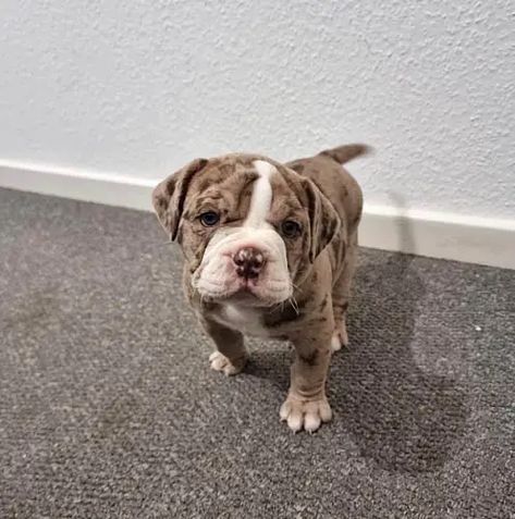 Australian Dog Breeds, Australian Bulldog, Victorian Bulldog, Blue Blood Bulldog, Spanish Mastiff, Olde English Bulldogge, Very Small Dogs, Australian Terrier, Bulldog Breeds