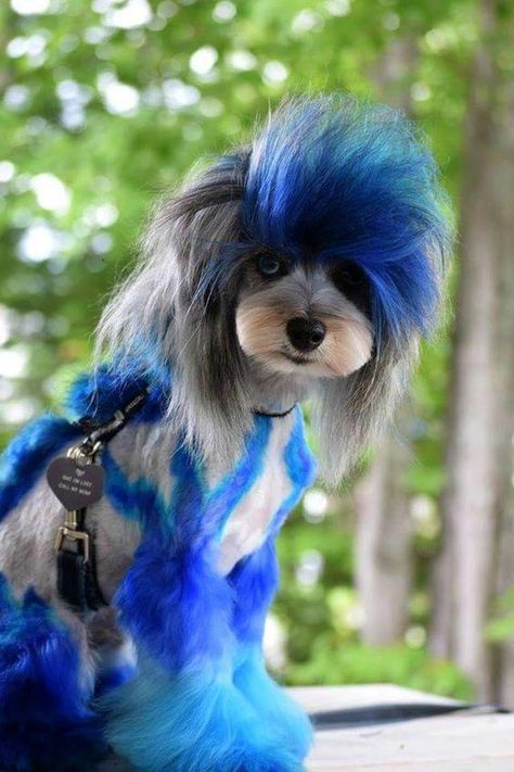 Getting Started With OPAWZ Dog Hair Dye Dyed Dogs, Creative Dog Grooming, Dog Hair Dye, Dog Grooming Products, Dog Dye, Poodle Hair, Dog Grooming Styles, Creative Grooming, Hair Dyes