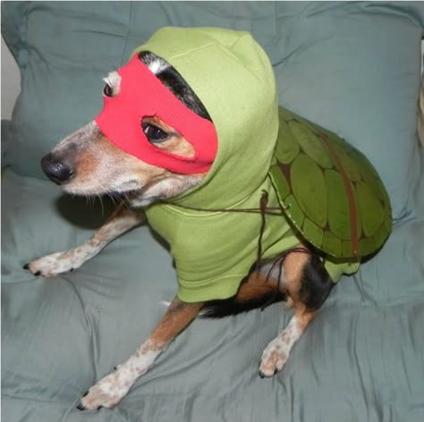 ninja turtle dog costume Turtle Costume, Ninga Turtles, Tmnt Raphael, Ninja Turtle Costume, Turtle Costumes, Ninja Turtles Funny, Ninja Turtle Party, Turtle Party, Ninja Turtles Artwork