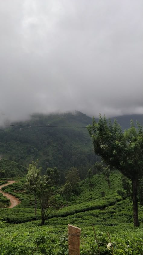 Munnar Aesthetic, Kenyan Aesthetic, Munnar Photography, Nature Asthetics, Kerala Munnar, Dreamy Nature, Indian Garden, Mountains Aesthetic, Mountain Pictures