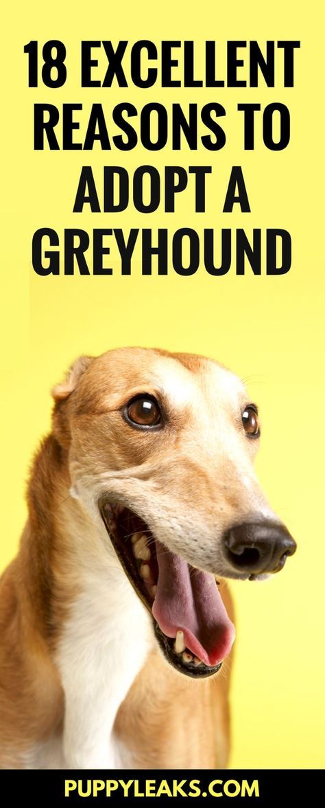 Greyhound Dog Rescue, Greyhounds Funny, Greyhound Dogs, Greyhound Puppy, Grey Hound, Animal Funnies, Greyhound Adoption, Apartment Dogs, Greyhound Art