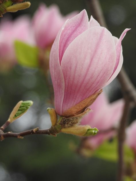 Yulan Magnolia Yulan Magnolia, Vegetable Garden Design, Vegetable Garden, Flower Painting, Magnolia, Garden Design, Plants, Flowers