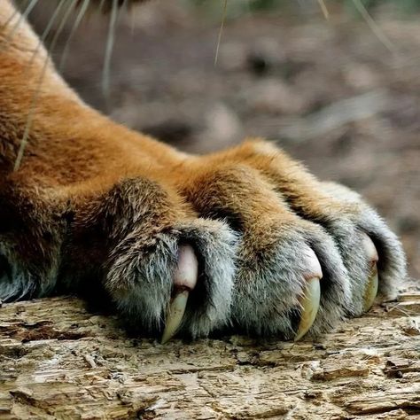 Tiger Paws Reference, Lion Paws Reference, Big Cat Paw Reference, Feline Photography, Tiger Therian, Tiger Reference Photo, Tiger Paws, Lion Paws, Big Cat Reference Photo