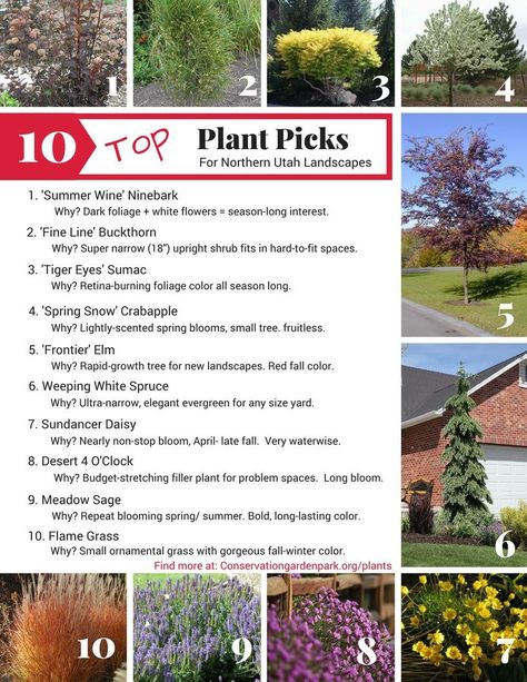 Top ten plants recommended for Northern Utah Utah Gardening, Ornamental Grass Landscape, Xeriscape Front Yard, Native Plant Landscape, Drought Tolerant Shrubs, Xeriscape Landscaping, Northern Utah, Native Plant Gardening, Front Yard Garden Design