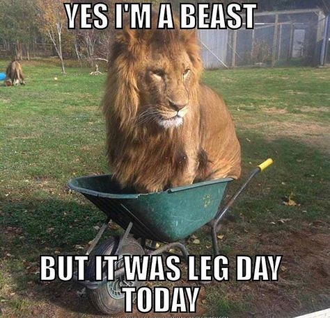 82 Likes, 2 Comments - Alphas Only❗️ (@alphas_only) on Instagram: “Gotta respect leg day ” Leg Day Memes, Gym Humour, Workout Memes, Leg Day, Gym Humor, Workout Humor, Cute Kittens, Legs Day, Funny Animal Pictures