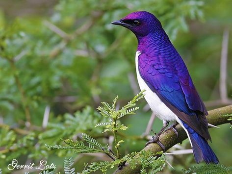 Bird Sitting, Purple Bird, All Birds, Exotic Birds, Pretty Birds, Starling, Colorful Birds, Purple And White, Birds Of Paradise