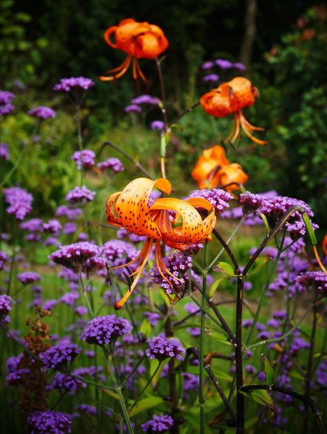 Tiger Lily Garden, Orange Tiger Lily, Pathway Garden, Backyard Garden Beds, Verbena Bonariensis, Daylily Garden, Orange Tiger, Flower Landscape, Garden Yard Ideas