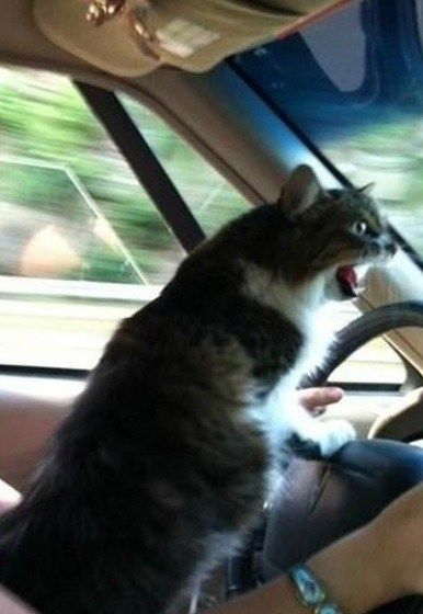 Top 10 Images of Cats Driving Whisper And Tangle, Animal Videos, Funny Animal, Funny Animal Videos, Get It, Drive, Memes, Funny, Animals