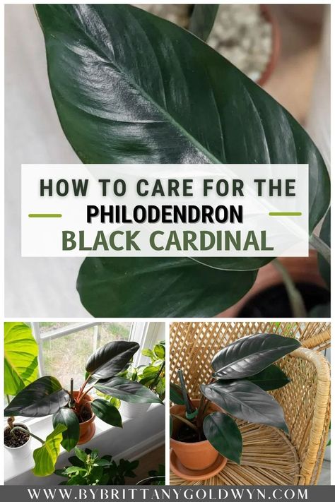 Philodendron Black Cardinal, Philodendron Plant, Inside Plants, Indoor Plant Care, Red Leaves, Deep Burgundy, Snake Plant, Plant Lady, All Plants