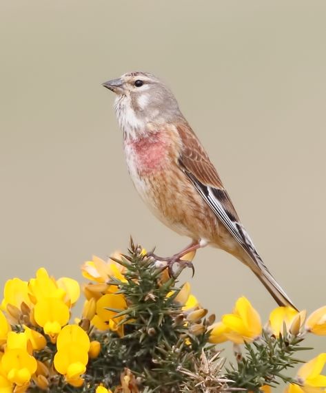 Common Linnet by Darran Rickards - BirdGuides Linnet Bird, British Garden, Kinds Of Birds, Bird Watcher, The Meadows, Linnet, Bird Garden, Small Birds, Bird Species