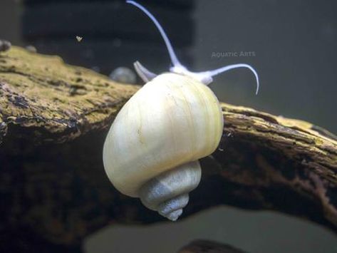 Mystery Snails, Aquarium Snails, Apple Snail, Live Aquarium Plants, Betta Fish Tank, Live Aquarium, Invasive Species, Aquarium Decorations, Freshwater Aquarium