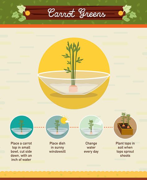 Regrow From Scraps, Regrow Vegetables, Carrot Greens, Growing Veggies, Organic Vegetable Garden, Food Scraps, Home Vegetable Garden, New Roots, Reduce Food Waste