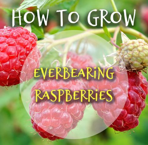 How to Grow an Everbearing Raspberry Bush for Raspberries all Summer Long - Crafty Little Gnome Pruning Raspberries, Raspberry Bush, Growing Raspberries, Raspberry Plants, Fall Crop, Tropical Backyard, Earthly Delights, Garden Of Earthly Delights, Sweet Fruit