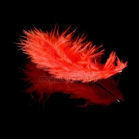 The Red Feather | Shelley Shayner Angel Meaning, Spirit Animals Book, Red Widgets, Archangel Uriel, Spiritual Warrior, Magical Life, Spiritual Thoughts, Animal Book, Red Feather