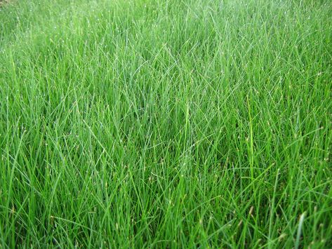 Best Grass Types for Boston, MA - Lawnstarter Lawn Grass Types, Fescue Grass Seed, Tall Fescue Grass, Centipede Grass, Grass Types, Lawn Repair, Fescue Grass, Zoysia Grass, Tall Fescue