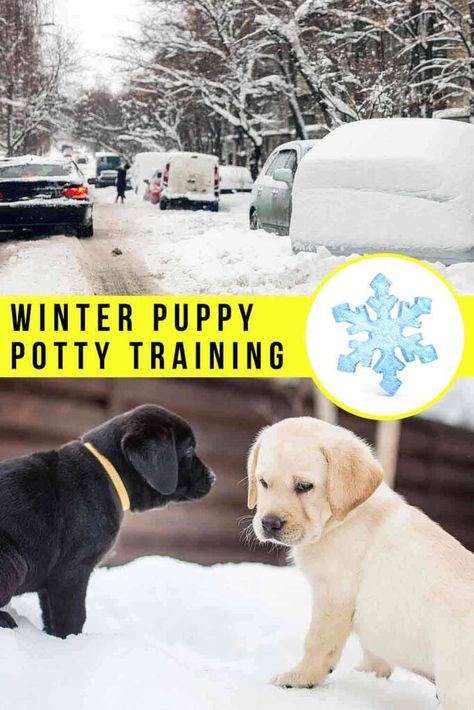 Puppy Advice, Puppy Guide, Dog Potty Area, Puppy Potty Training Tips, Irish Doodle, Puppy Things, Puppy Potty Training, Puppy Life, Train Dog