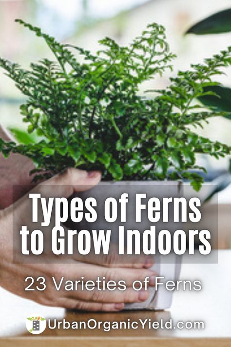 Tips for Growing Ferns in your landscaping or you home. Ferns are easy to maintain and care for. Learn about other types of ferns that you can grow indoors or outdoors. Growing Ferns Indoors, Low Light Ferns House Plants, Fern Varieties Indoor, Types Of Ferns Indoor, Tree Fern In Pot, Caring For Ferns Outdoors, How To Care For Ferns Indoors, Outdoor Ferns In Pots, Repotting Ferns