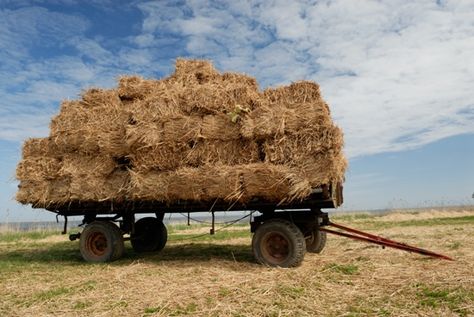 Spending time with Daddy and Grandpa in the fields is 1 of my fondest memories growing up. That's why so many pins like this. Hay Wagon, Truck Frames, Mother Earth News, Car Frames, Five Hundred, Farm Lifestyle, Snow Plow, Vintage Farm, Christmas Tree Farm