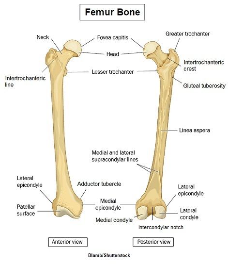 Femur Bone Anatomy Landmarks and Muscle Attachments Bone Landmarks Anatomy, Bone Markings Anatomy, Humerous Bone Anatomy, Long Bone Anatomy, Femur Bone Anatomy, Bone Anatomy Drawing, Femur Anatomy, Anatomy Landmarks, Vertebrae Anatomy