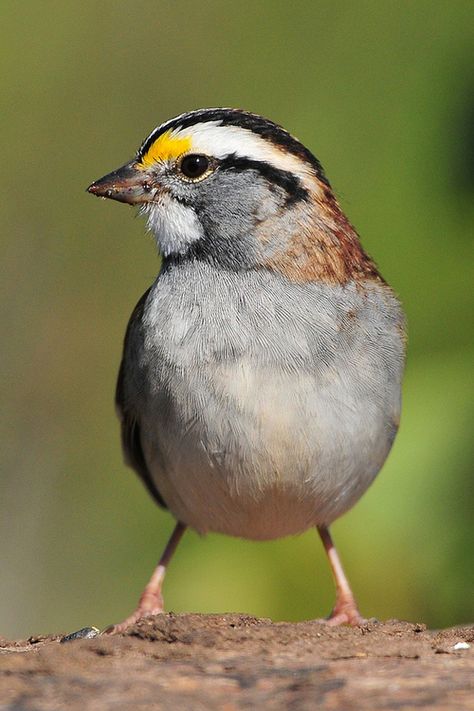 White Throated Sparrow  Photo by Robert  http://honeygirl1946.tumblr.com Village Garden, Different Birds, Best Investment, Bird Watcher, Clear Lake, Sparrows, Chattanooga Tn, Backyard Birds, Bird Pictures