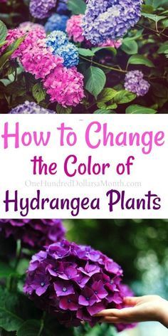 Hydrangea Care, Hydrangea Colors, Growing Hydrangeas, Hydrangea Garden, Planting Hydrangeas, Landscape Designs, Organic Gardening Tips, Garden Yard Ideas, Garden Care