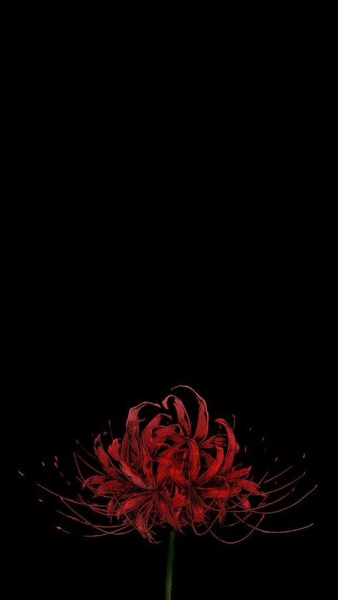 Japanese Wallpaper Iphone, Lily Wallpaper, Red Spider Lily, Spider Lily, Gundam Wallpapers, Dark Flowers, Dark Phone Wallpapers, Japanese Flowers, Graphic Wallpaper